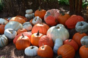 pumpkins-1347166_1920